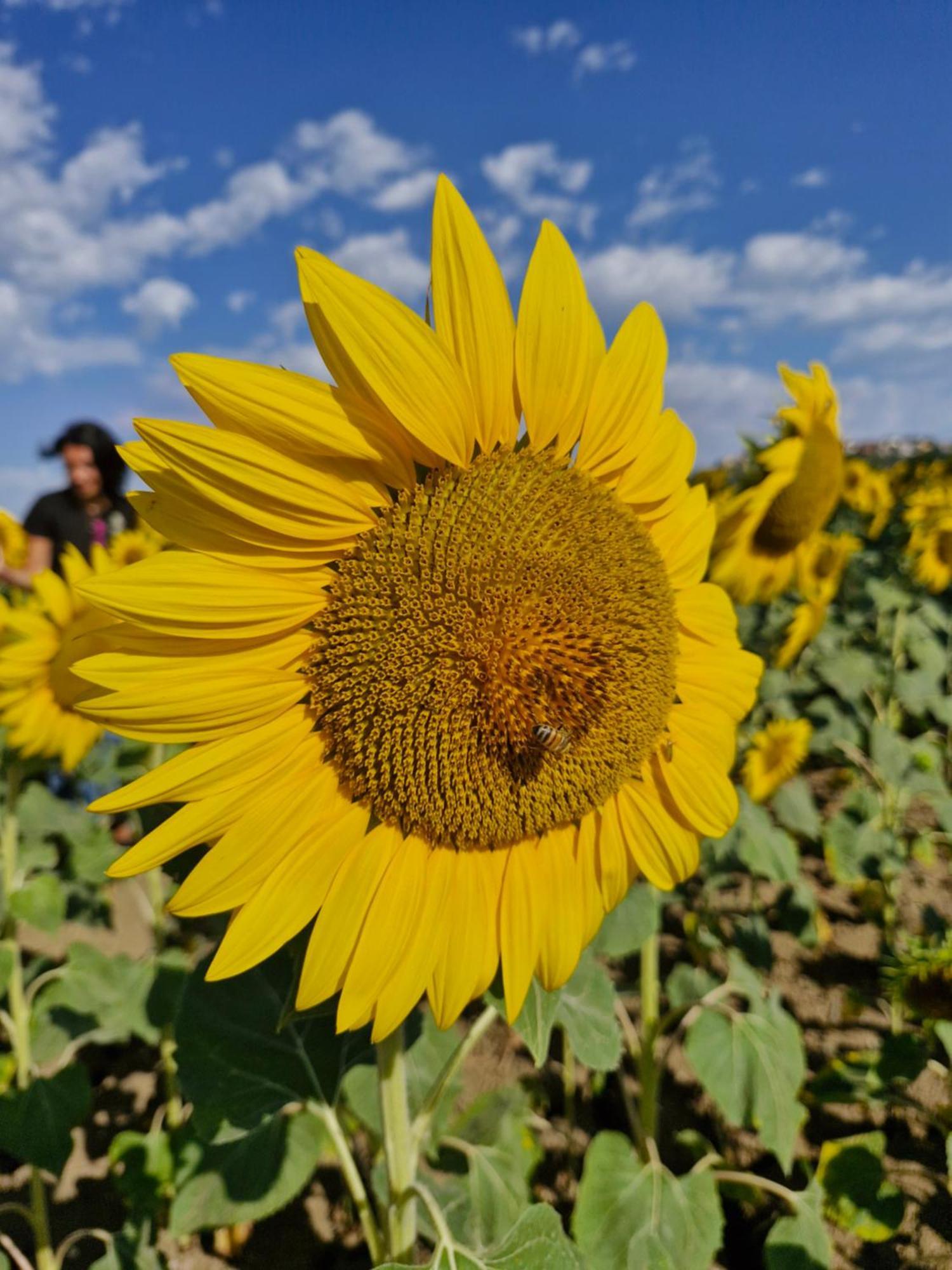 La Dolce Vita Castelfidardo Eksteriør bilde